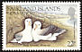 Black-browed Albatross Thalassarche melanophris