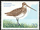 Common Snipe Gallinago gallinago