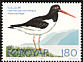 Eurasian Oystercatcher Haematopus ostralegus  1977 Birds 