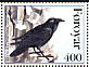 Northern Raven Corvus corax