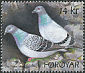 Rock Dove Columba livia  2009 Doves 