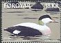 Common Eider Somateria mollissima  2017 Common Eider 