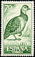 Ring-necked Francolin Scleroptila streptophora  1964 Birds 