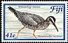 Wandering Tattler Tringa incana  2004 Visiting shorebirds to Fiji 