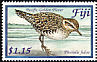 Pacific Golden Plover Pluvialis fulva  2004 Visiting shorebirds to Fiji 