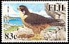 Peregrine Falcon Falco peregrinus  2005 Peregrine Falcon 