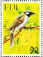 Black-throated Shrikebill Clytorhynchus nigrogularis