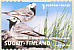 White Wagtail Motacilla alba  2001 Birds sa