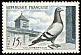 Rock Dove Columba livia  1957 Pigeon-fanciers 