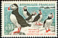 Atlantic Puffin Fratercula arctica