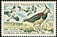 Northern Lapwing Vanellus vanellus  1960 Bird migration 