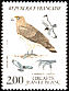 Short-toed Snake Eagle Circaetus gallicus  1984 Birds of prey 