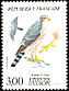 Eurasian Sparrowhawk Accipiter nisus  1984 Birds of prey 