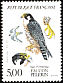 Peregrine Falcon Falco peregrinus  1984 Birds of prey 