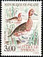 Ferruginous Duck Aythya nyroca  1993 Ducks 