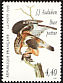 Rough-legged Buzzard Buteo lagopus  1995 Audubon p 12¾x12¼