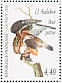 Rough-legged Buzzard Buteo lagopus  1995 Audubon Sheet, p 13¼