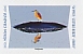 Squacco Heron Ardeola ralloides  2020 Animals of the world 12v booklet, sa