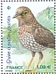 Forest Thrush Turdus lherminieri  2021 Birds of the islands Sheet