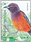 Martinique Oriole Icterus bonana