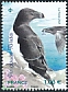 Razorbill Alca torda  2021 Birds of the islands 