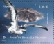 Barau's Petrel Pterodroma baraui