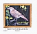 Garden Warbler Sylvia borin