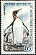 King Penguin Aptenodytes patagonicus