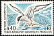 Antarctic Tern Sterna vittata