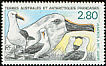 Atlantic Yellow-nosed Albatross Thalassarche chlororhynchos