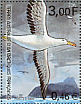 Snowy Albatross Diomedea exulans