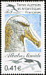 Shy Albatross Thalassarche cauta  2002 Shy Albatross 