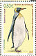 King Penguin Aptenodytes patagonicus