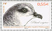 Soft-plumaged Petrel Pterodroma mollis  2009 Petrels Sheet