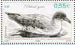 Grey Petrel Procellaria cinerea  2009 Petrels Sheet
