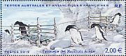 Adelie Penguin Pygoscelis adeliae