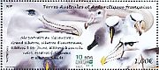 Wandering Albatross Diomedea exulans