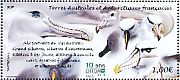 Atlantic Yellow-nosed Albatross Thalassarche chlororhynchos