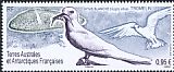 White Tern Gygis alba  2019 White Tern 