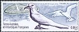 White Tern Gygis alba