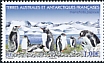 Gentoo Penguin Pygoscelis papua