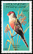 Common Waxbill Estrilda astrild  1981 Birds 