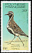 Pacific Golden Plover Pluvialis fulva  1982 Birds 