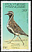 Pacific Golden Plover Pluvialis fulva