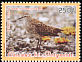 Tuamotu Sandpiper Prosobonia parvirostris  2006 Birds of Polynesia 