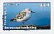 Sanderling Calidris alba