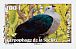 Polynesian Imperial Pigeon Ducula aurorae  2010 Birds of Polynesia Booklet, sa