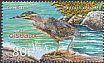 Striated Heron Butorides striata  2016 Birds 