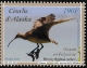 Bristle-thighed Curlew Numenius tahitiensis