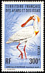 African Spoonbill Platalea alba  1976 Birds 
